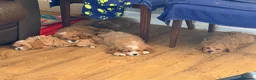 Cavapoo dogs for sale: Exceptional F1 Toy Cavapoos-Health Tested Parents - Advert 9