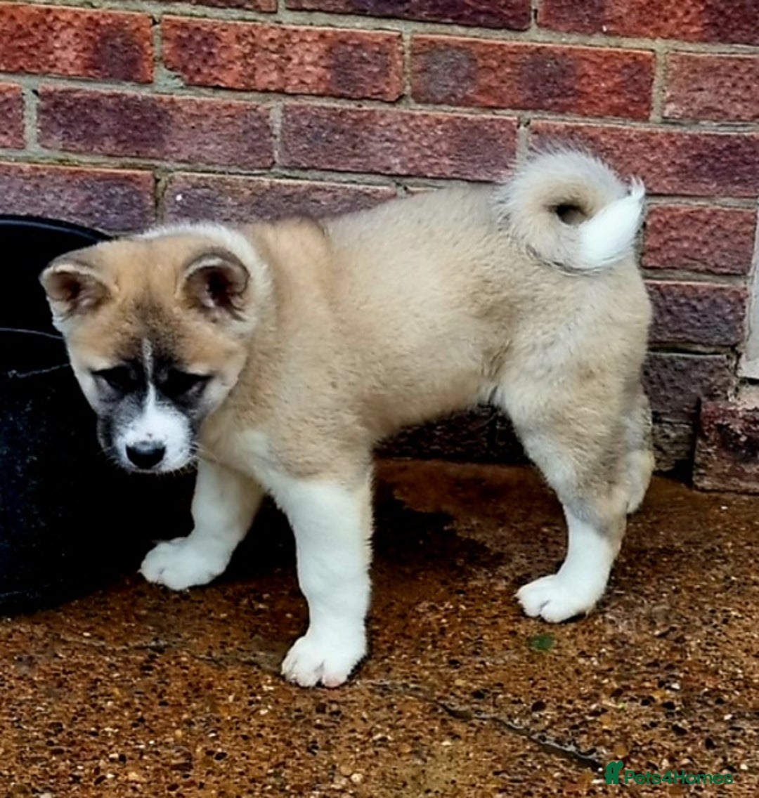 Akita dogs for sale: Akita pup READY - Advert 1