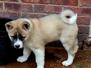 Akita dogs Akita pup READY - Advert 6