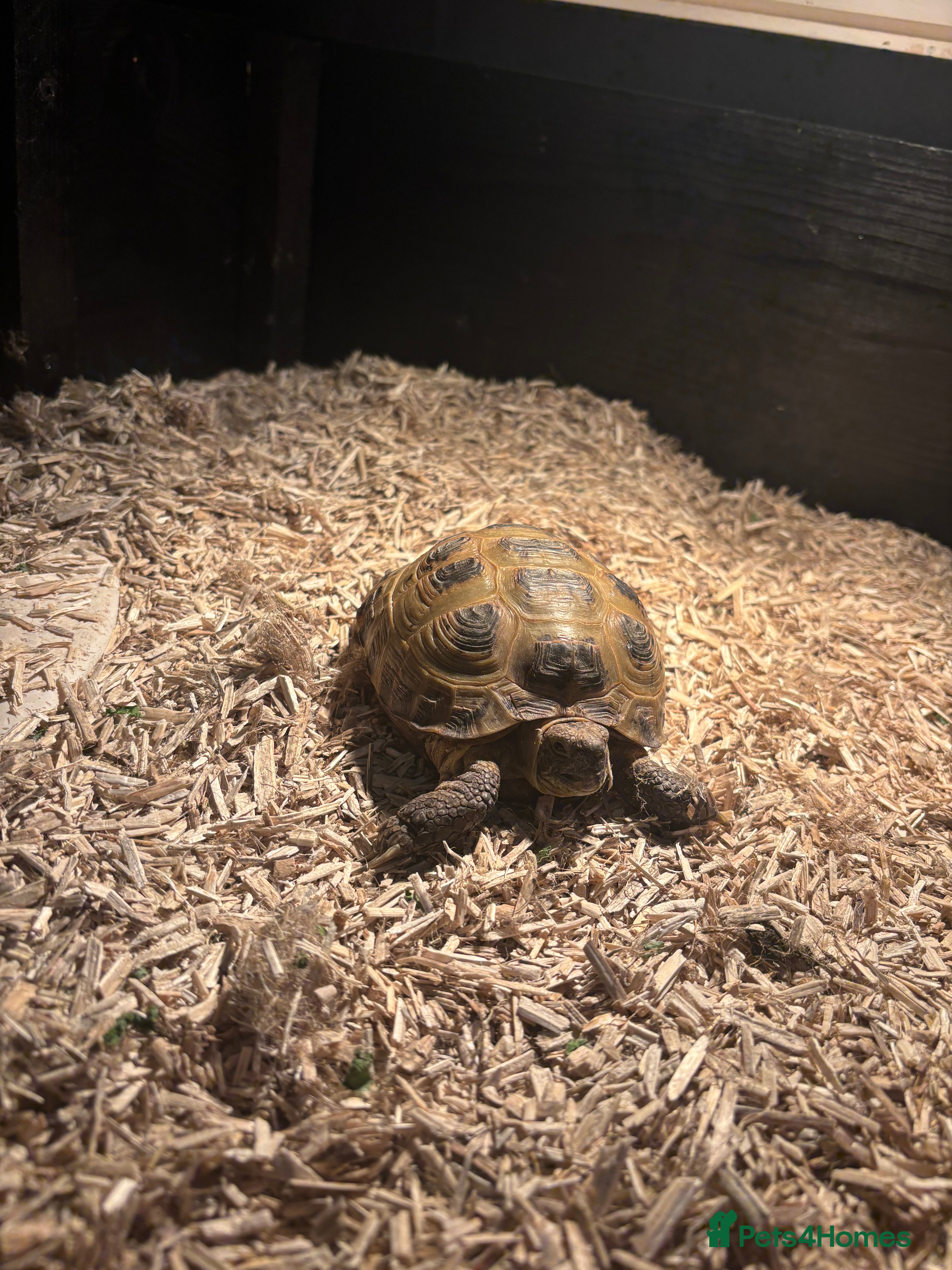 Tortoise reptiles Horsefield tortoise for sale - Advert 1