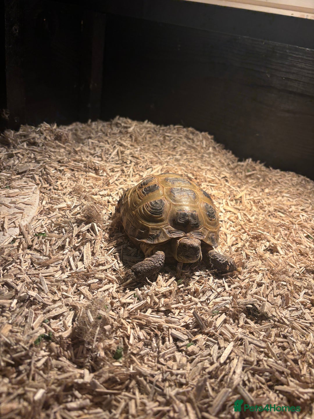 Tortoise reptiles for sale: Horsefield tortoise for sale - Advert 1