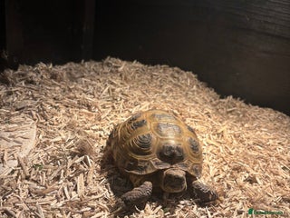 Tortoise reptiles Horsefield tortoise for sale - Advert 1