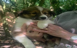 Mixed Breed dogs for sale: Welsh sheepdog/collie cross  - Image 3