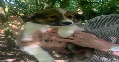 Mixed Breed dogs - Advert 3