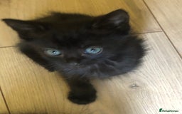 Siamese cats for sale: Adorable Siamese Kittens Looking for Loving Homes - Image 4