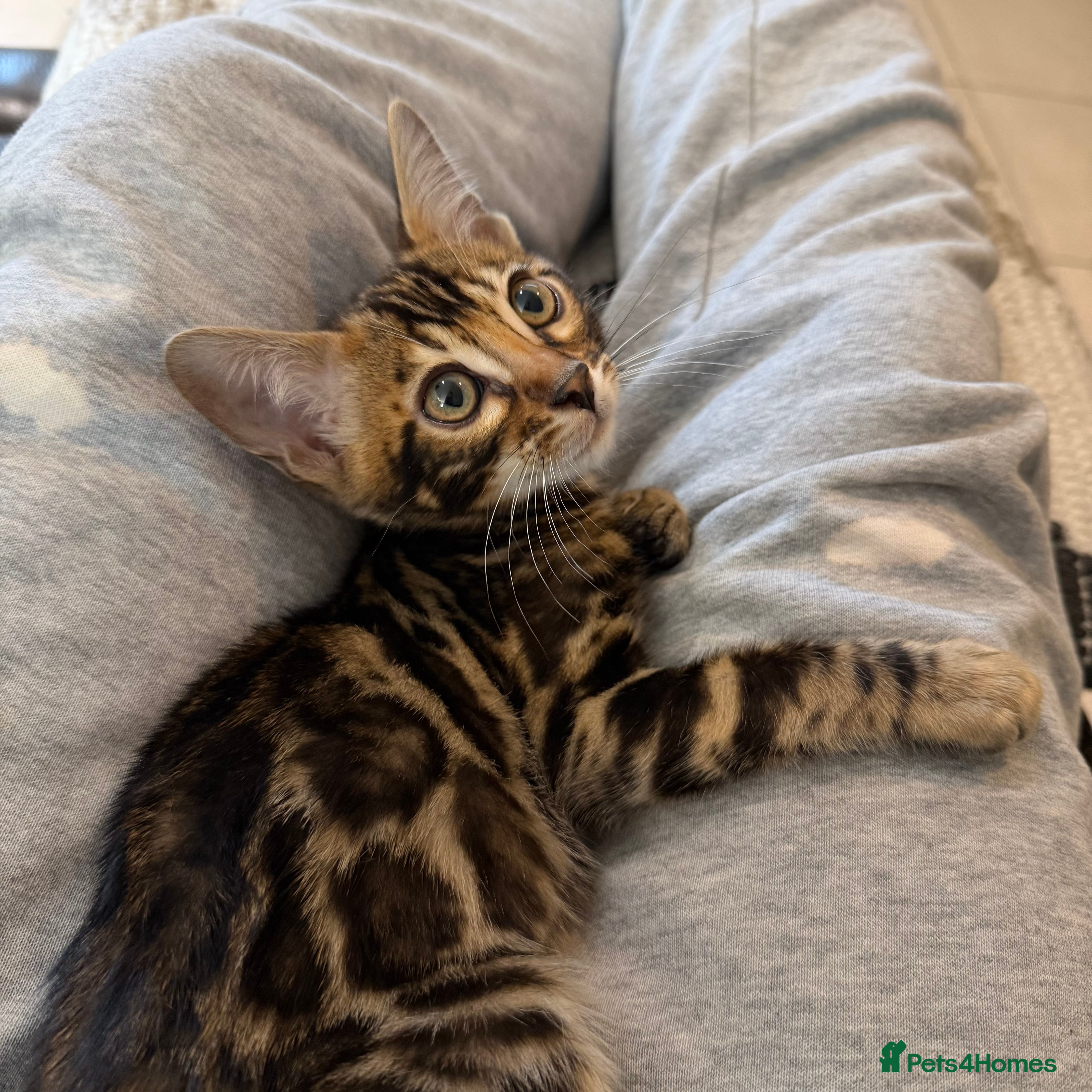 Bengal cats 3 Bengals Boys - Coco Chanel 1st Litter  - Advert 2