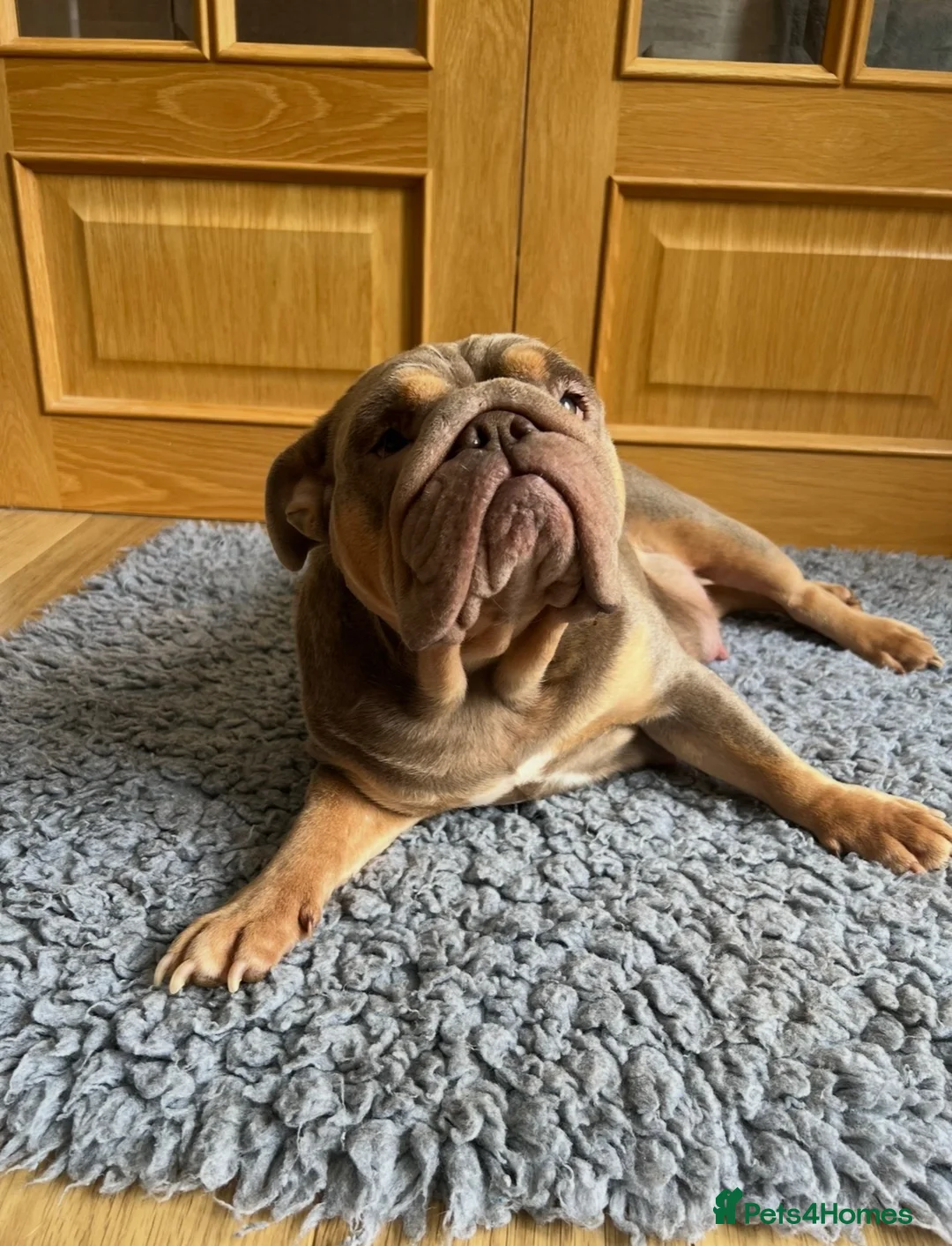 English Bulldog dogs for sale: Female English Bulldog  - Advert 2