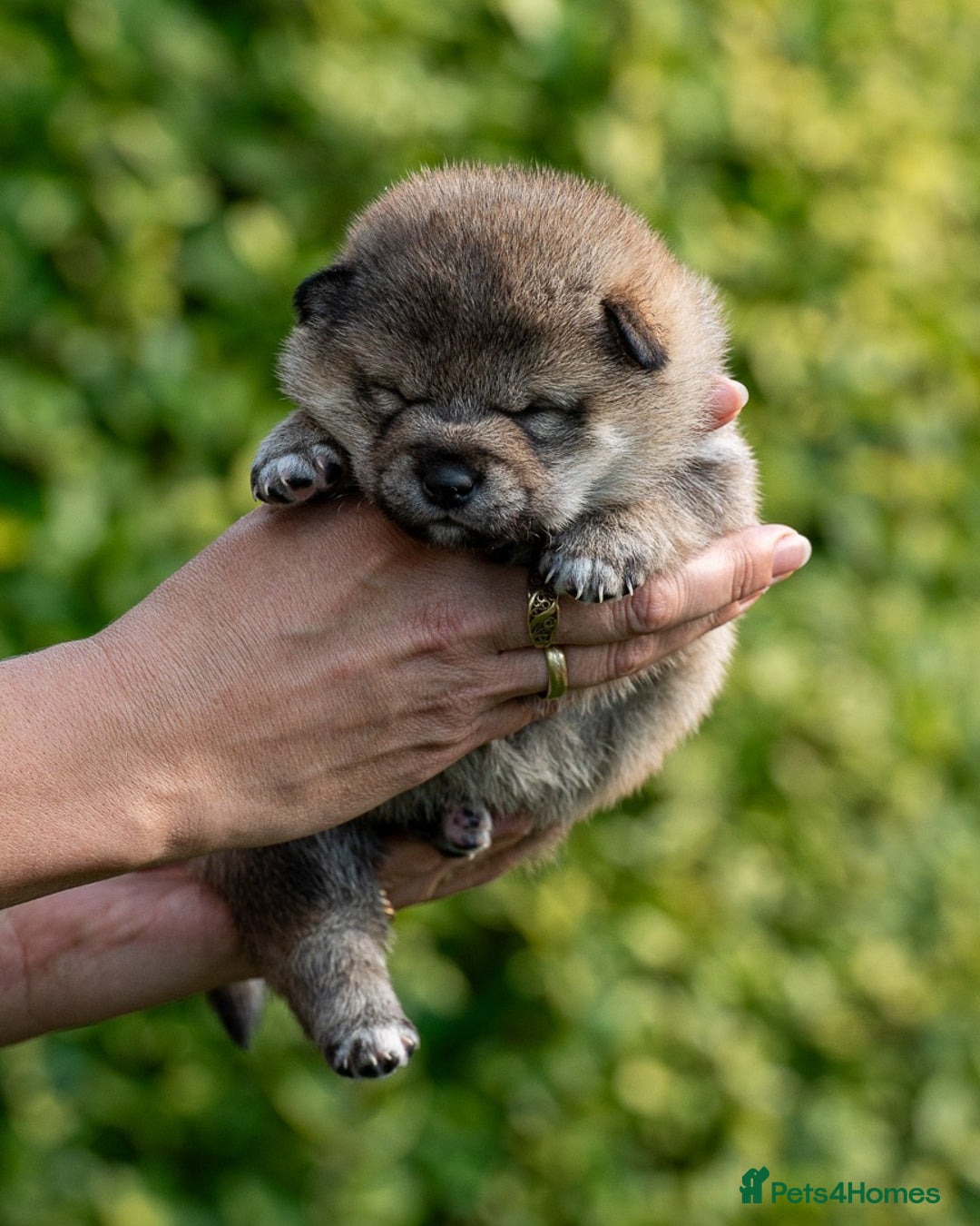 Japanese Shiba Inu dogs for sale: “LAST SESAME BOY  • Champion Broadlands Lineage” - Image 30