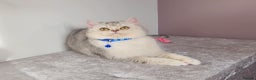 British Shorthair cats for sale: Amazing Quality Pedigree British Shorthair Kittens - Advert 33