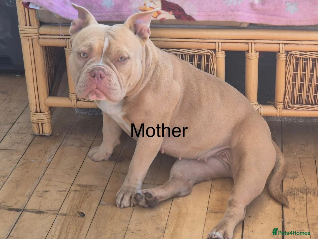 American Bully dogs for sale: Pocket bully puppies - Advert 11