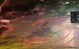 Bettas fish for sale: 25 gal tank + fish - Image 2