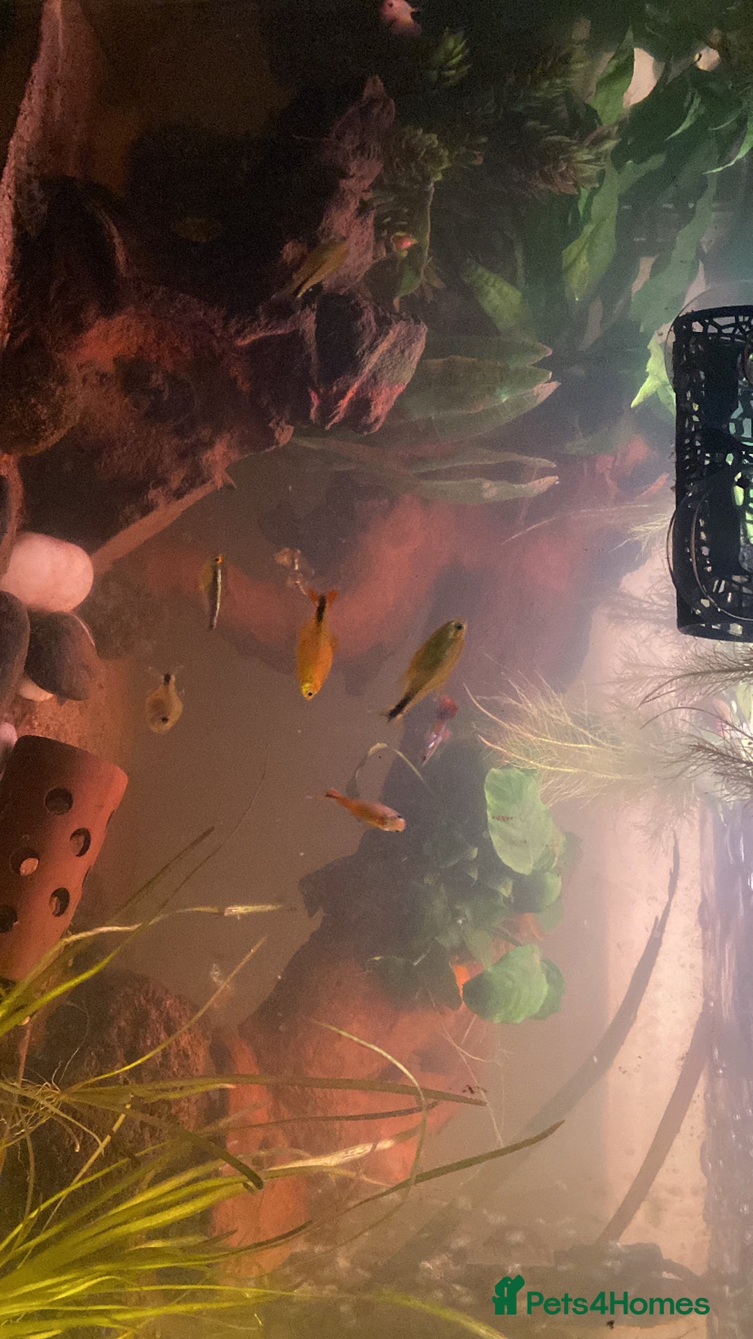 Bettas fish for sale: 25 gal tank + fish - Image 2