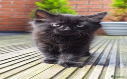 Turkish Angora cats for sale: Turkish Angora Kittens – Playful Boy & Girl - Image 3