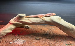 Bearded Dragon reptiles for sale: Bearded dragon and accessories  - Image 1