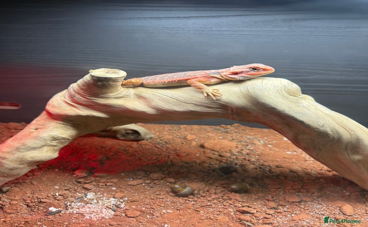 Bearded Dragon reptiles - Advert 2