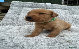 Labrador Retriever dogs for sale: Fox red labrador puppies  - Image 5