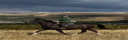 British Warmblood horses for sale: Beautiful black warmblood mare with golden temp in Maesteg - Advert 3