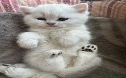 British Shorthair cats for sale: beautiful silver tipped BSH - Image 3