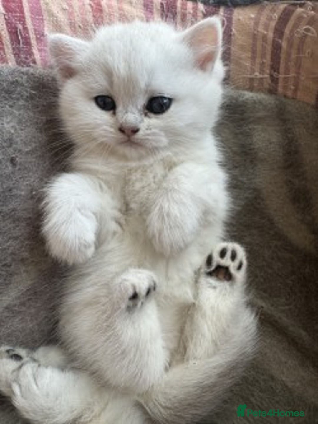 British Shorthair cats for sale: beautiful silver tipped BSH - Image 3