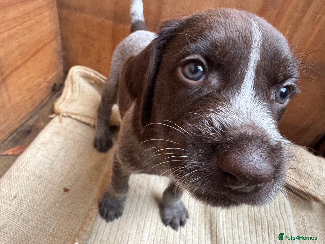 German Wirehaired Pointer dogs for sale: German Wire-haired Pointers of sale - Image 20