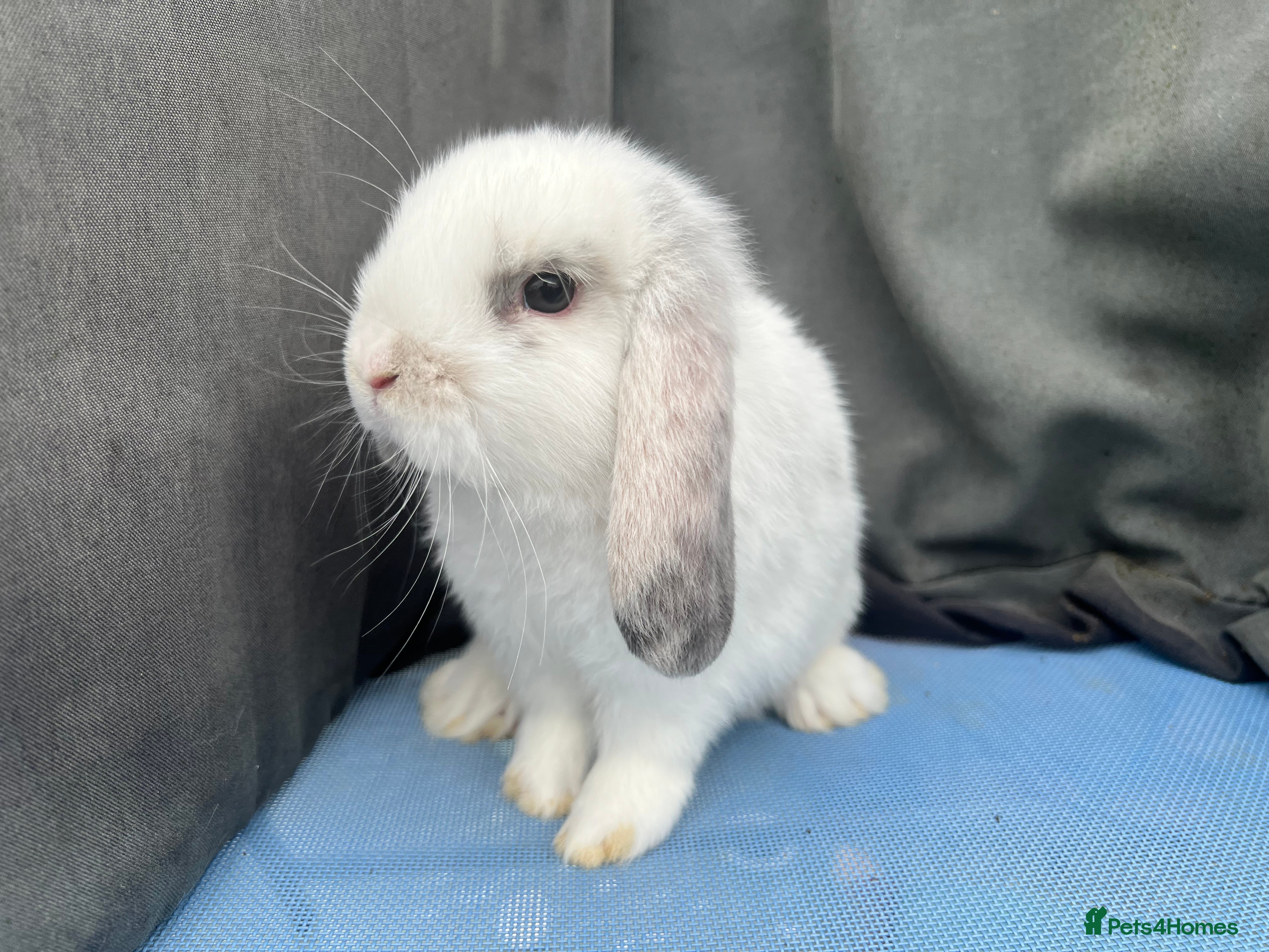Mini Lop rabbits Lovely Baby Mini Lops - Advert 18