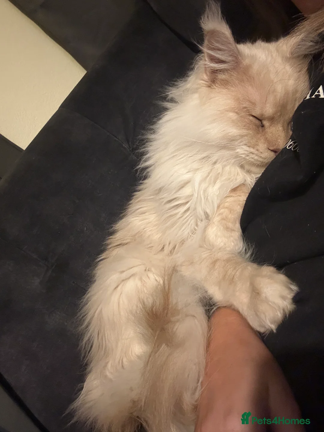 Maine Coon cats for sale: Barry - Advert 2