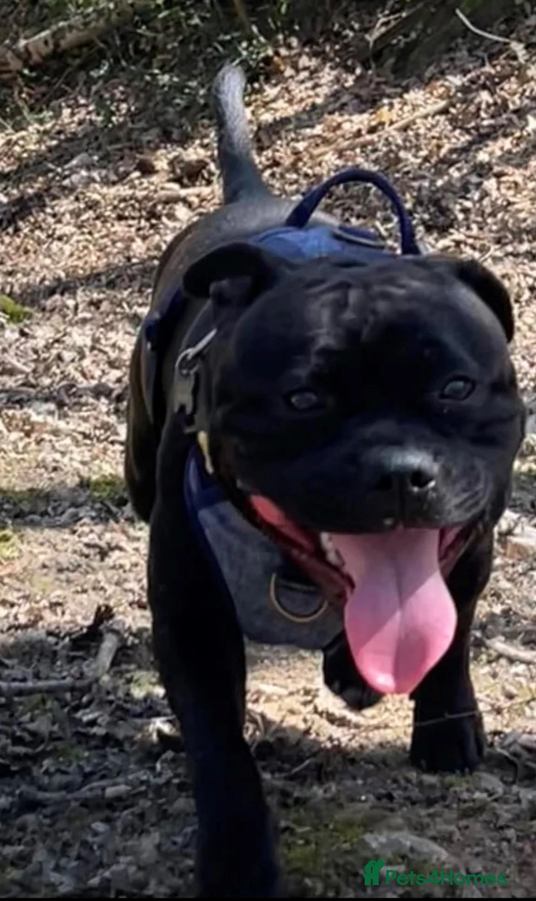 Staffordshire Bull Terrier dogs for sale: Staffordshire Bull Terrier Pups - Advert 9