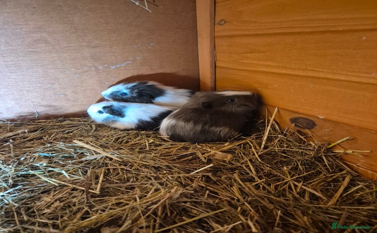 Guinea Pig rodents Wow look how cute these baby Guinea pigs are - Advert 8