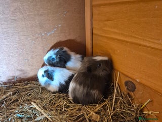 Guinea Pig rodents Wow look how cute these baby Guinea pigs are - Advert 15