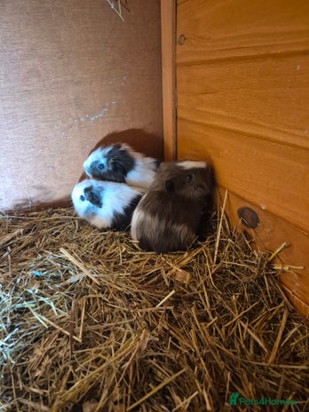 Guinea Pig rodents Wow look how cute these baby Guinea pigs are - Advert 8
