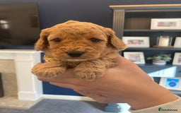 Cavapoo dogs for sale: F1B CAVAPOO PUPPIES  - Image 7