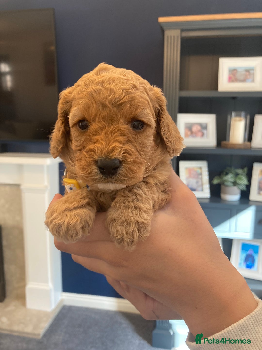 Cavapoo dogs for sale: F1B CAVAPOO PUPPIES  - Image 7