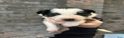 Border Collie dogs for sale:  Stunning Border Collie Puppies in Alexandria - Advert 4