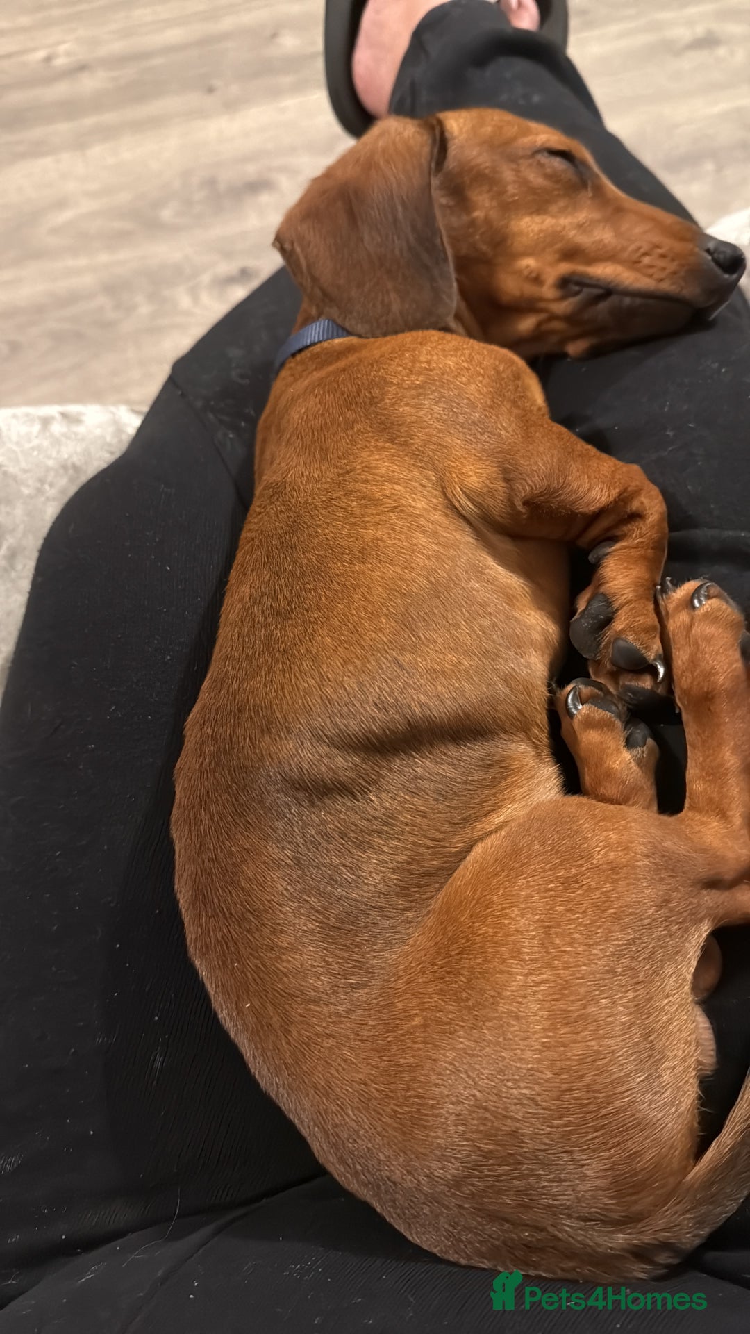 Dachshund dogs for sale: Brindle / champagne dashound BOY - Image 5