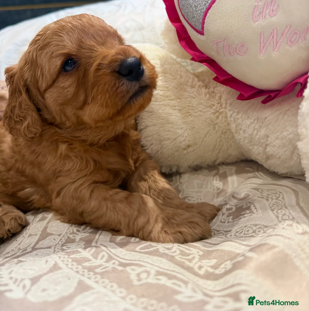 Mini Goldendoodle dogs for sale: Lovely Golden doodle puppies ready now  - Advert 4