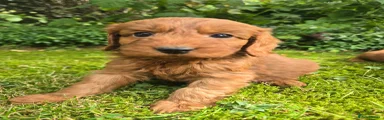 Cockapoo 4