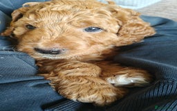 Mixed Breed dogs for sale: ✨Health Tested Australian Labradoodles ✨ - Image 33