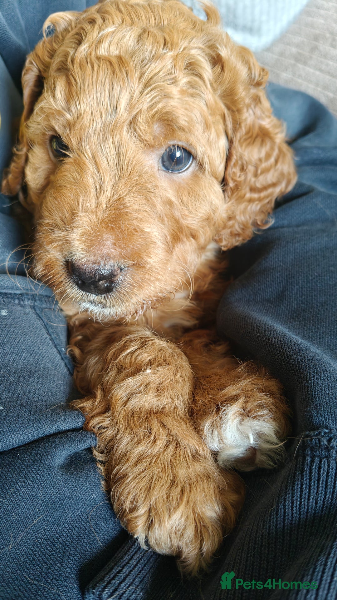 Mixed Breed dogs for sale: ✨Health Tested Australian Labradoodles ✨ - Image 33