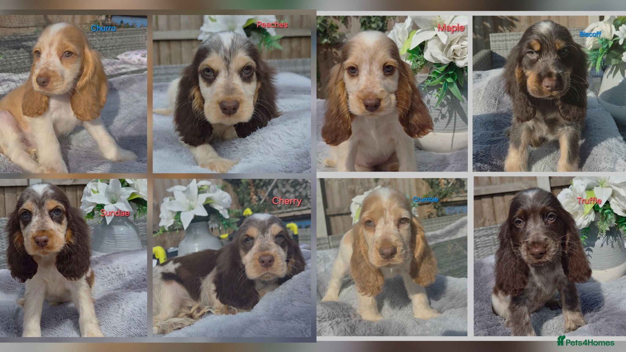 Cocker Spaniel dogs Exceptional True Show winning Champion Cockers. - Advert 1
