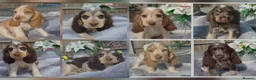 Cocker Spaniel dogs for sale: Exceptional True Show winning Champion Cockers. - Advert 17