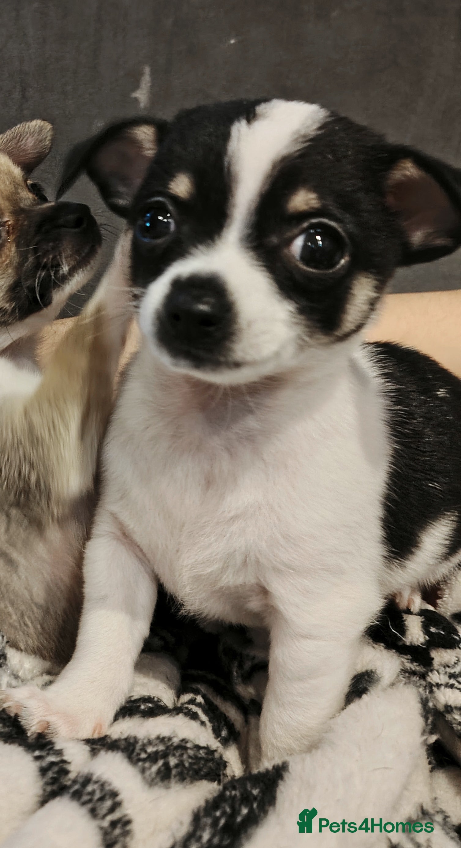 Chihuahua dogs Mini chihuahua - Advert 1