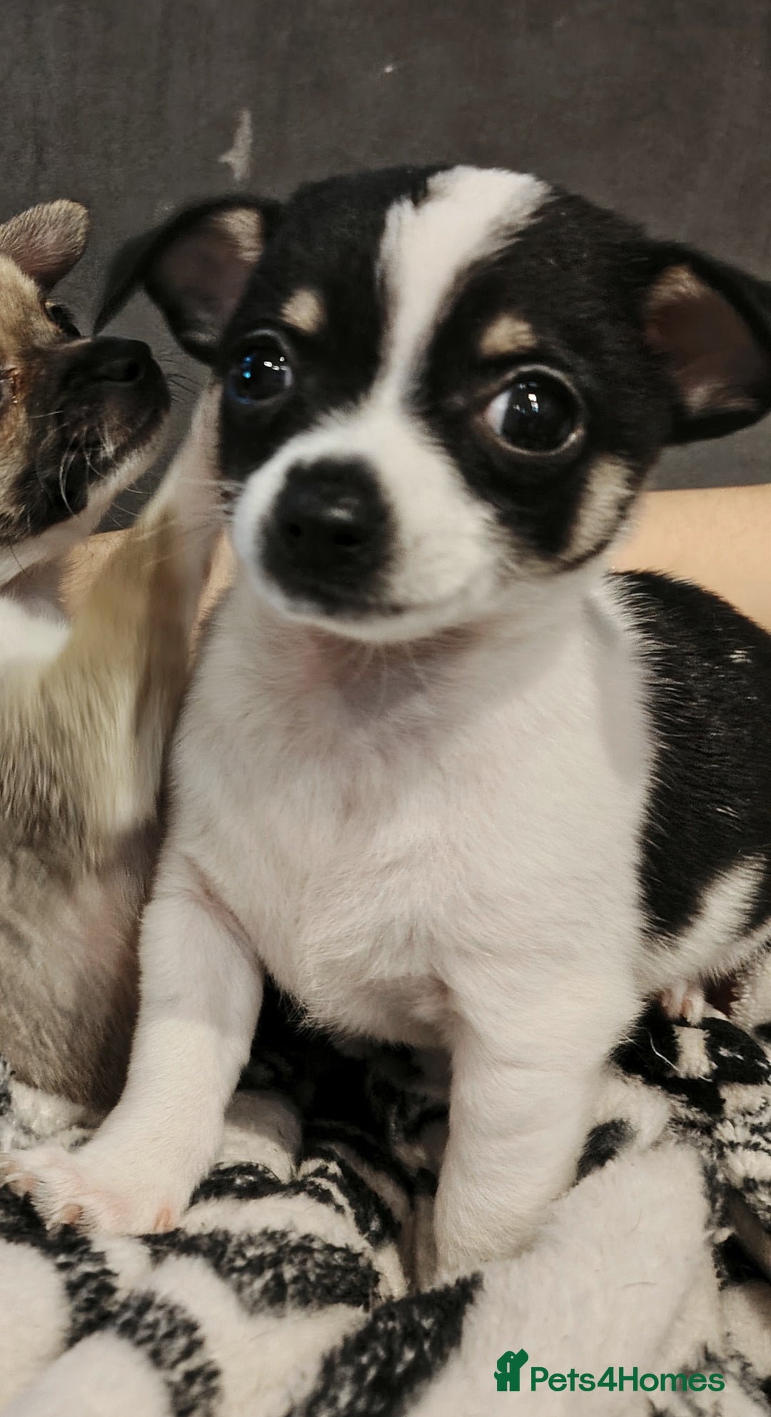 Chihuahua dogs for sale: Mini chihuahua - Advert 1