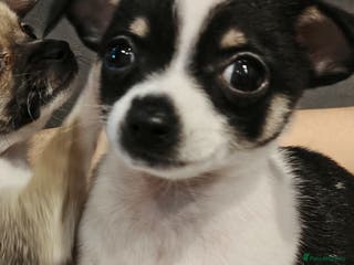 Chihuahua dogs Mini chihuahua - Advert 16