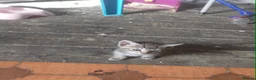 American Shorthair cats for sale: 6 Adorable Kittens Looking for Loving Homes 🐾 - Advert 7