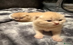 British Shorthair cats for sale: British shorthair kittens a rainbow of colours 😍 - Image 10