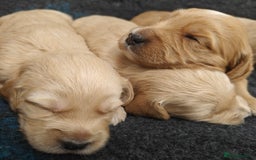 Mini Goldendoodle dogs for sale: Adorable Red & Apricot Goldendoodle Puppys - Image 12