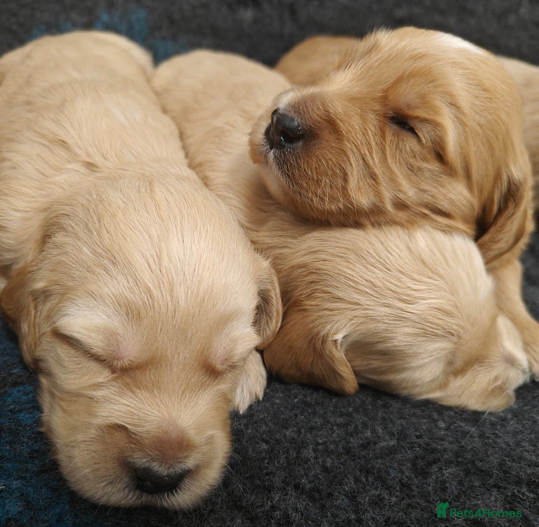 Mini Goldendoodle dogs for sale: Adorable Red & Apricot Goldendoodle Puppys - Image 12
