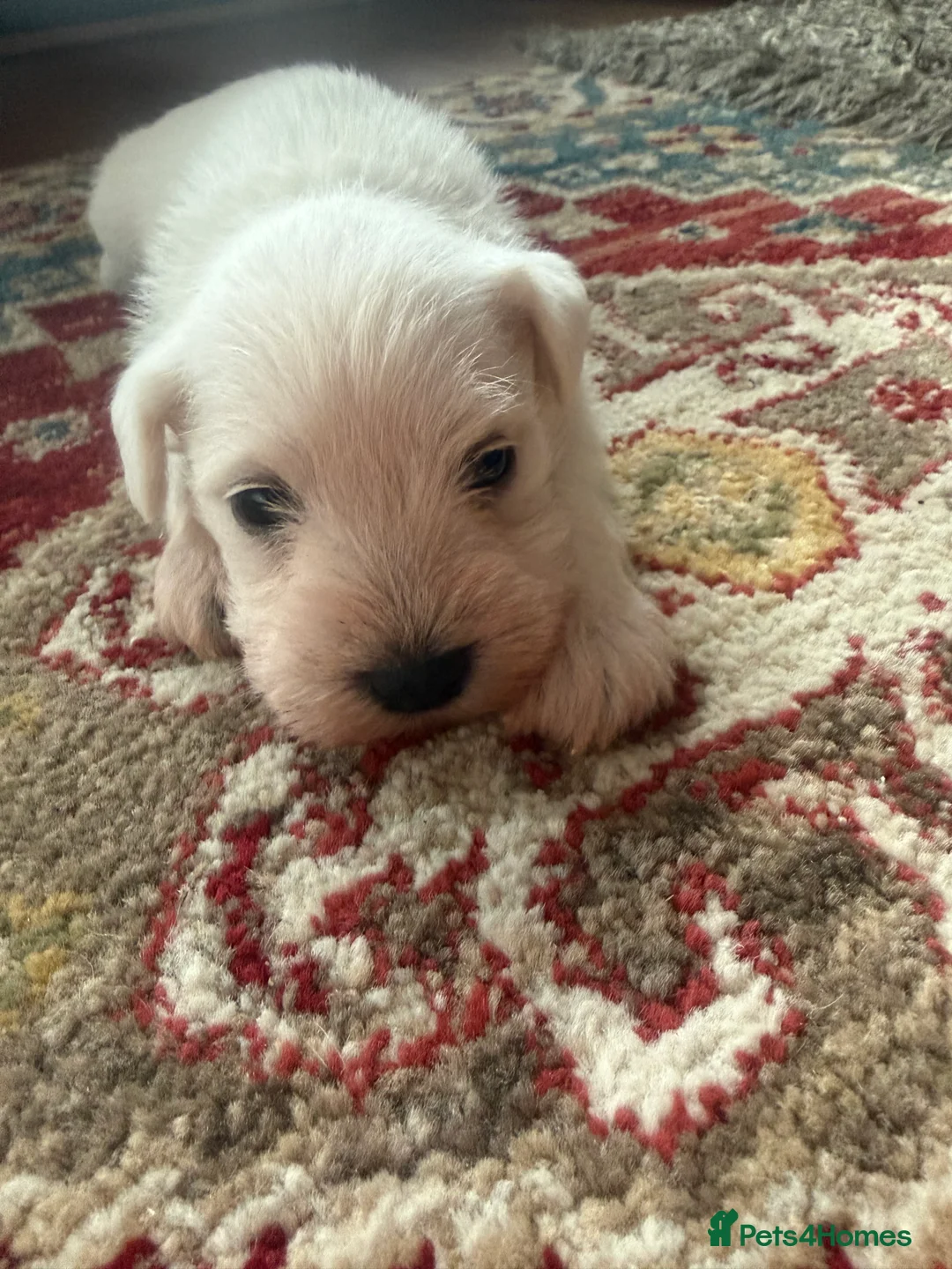 Miniature Schnauzer dogs for sale: White state miniature schnauzer pups in Neath - Advert 8