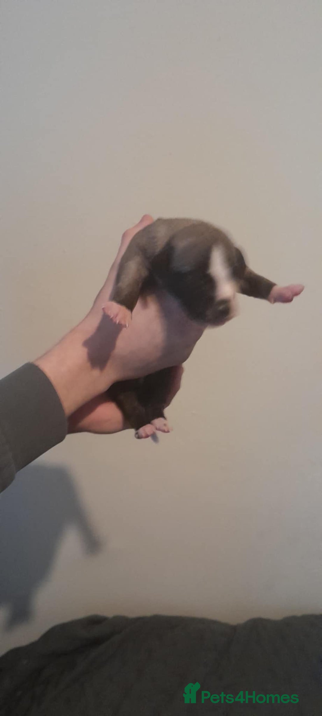 Whippet dogs for sale: Kc whippet pups - Image 4