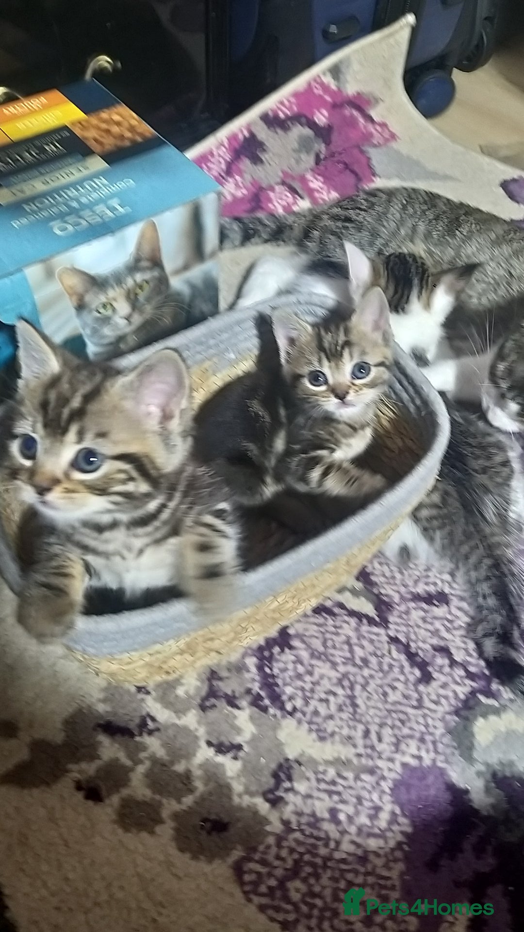 Bengal cats for sale: Mixed Bengal kittens - Advert 8